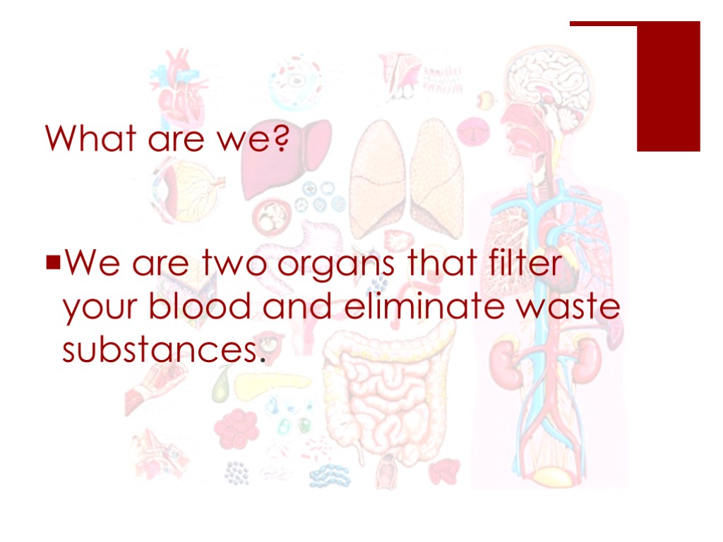 What are we? We are two organs that filter your blood and eliminate waste